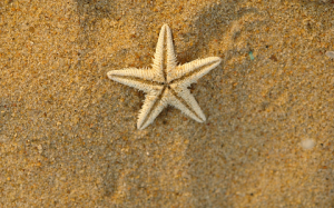 arena y estrella pequeña